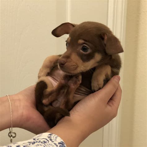 Tampa puppies for sale - Tiny Pomeranian Puppies available francisjesey5. We have three AKC registered Pomeranian puppies that need new homes. They are going on 14.. Pomeranian, Florida » Tampa. Premium. $1,550.